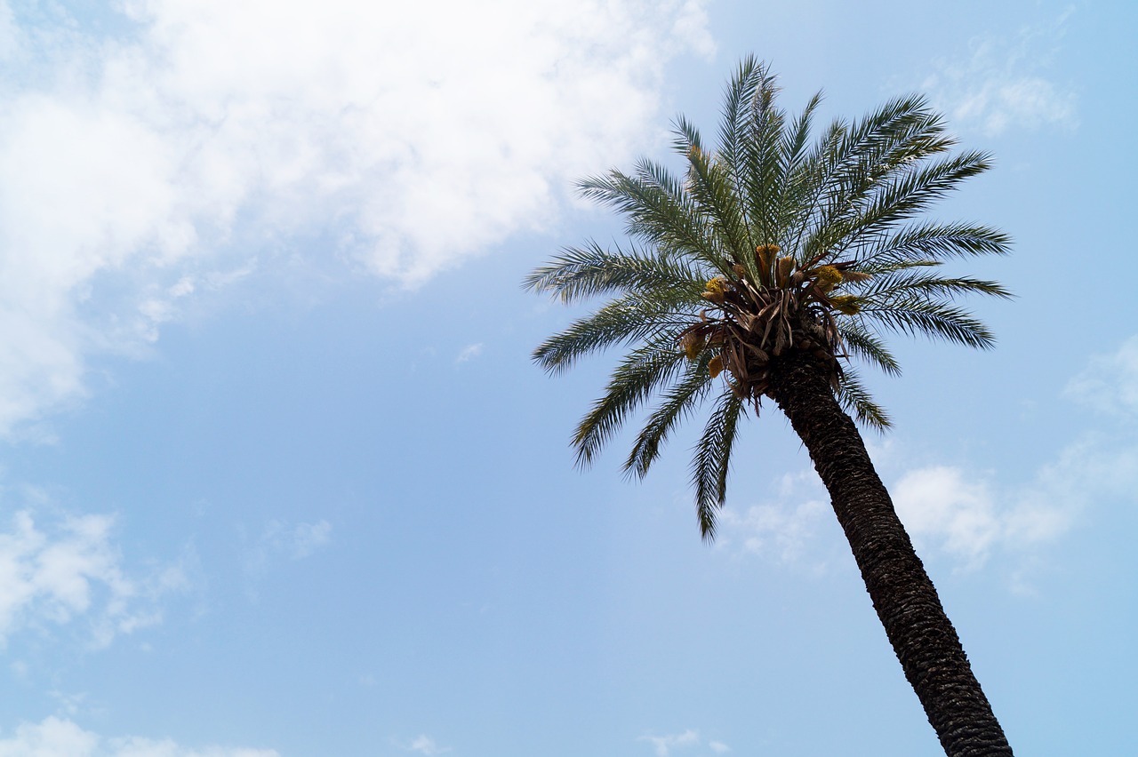 palm tree sky free photo