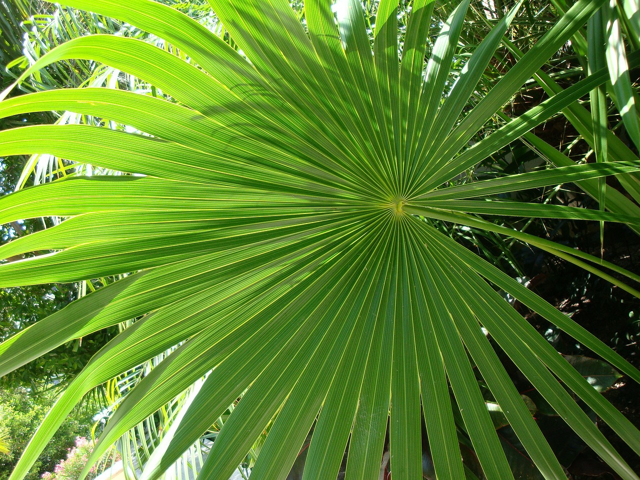 Palm,palm tree,leaves,natural,plant - free image from needpix.com