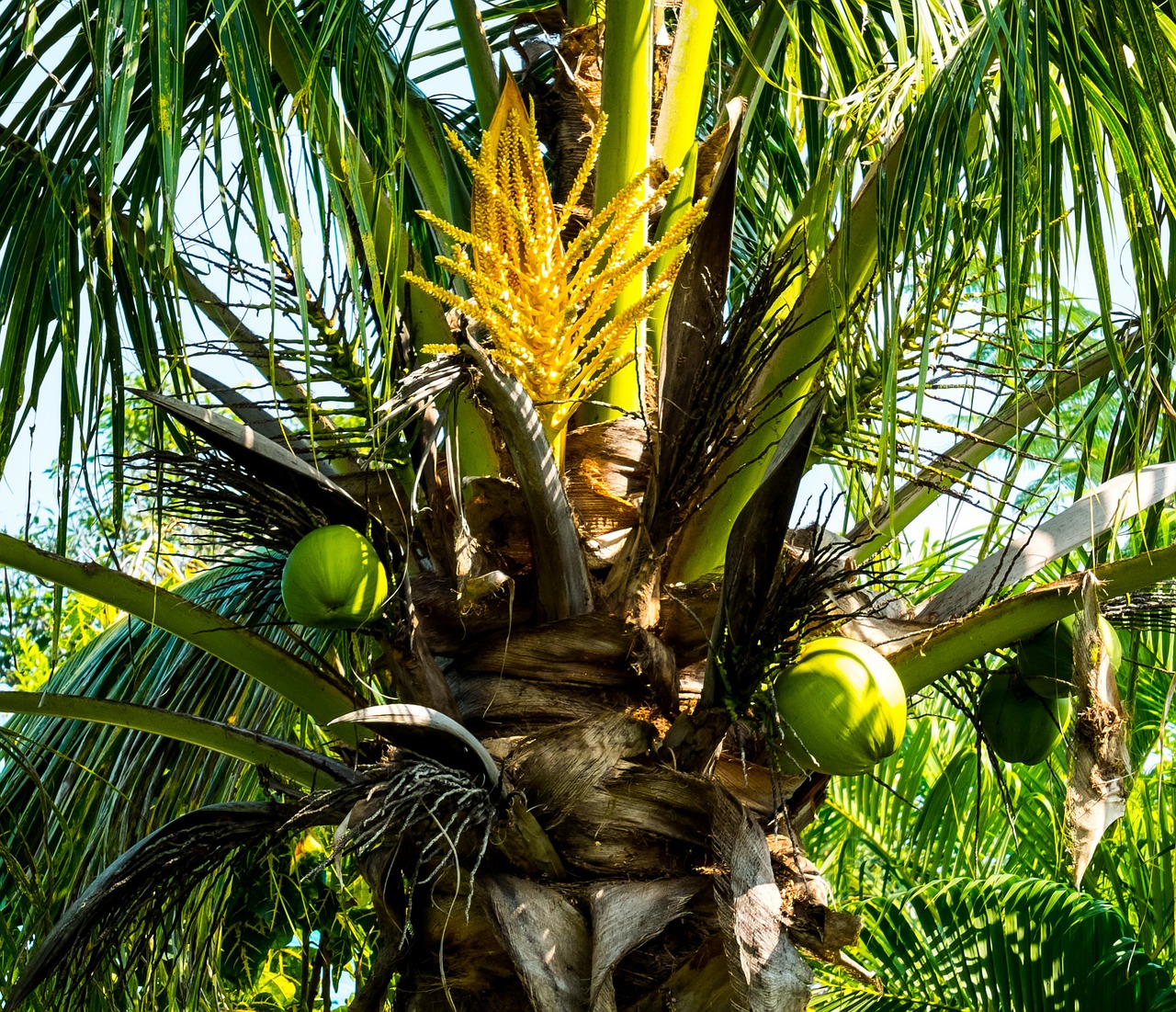 palm coconut tree coconut free photo