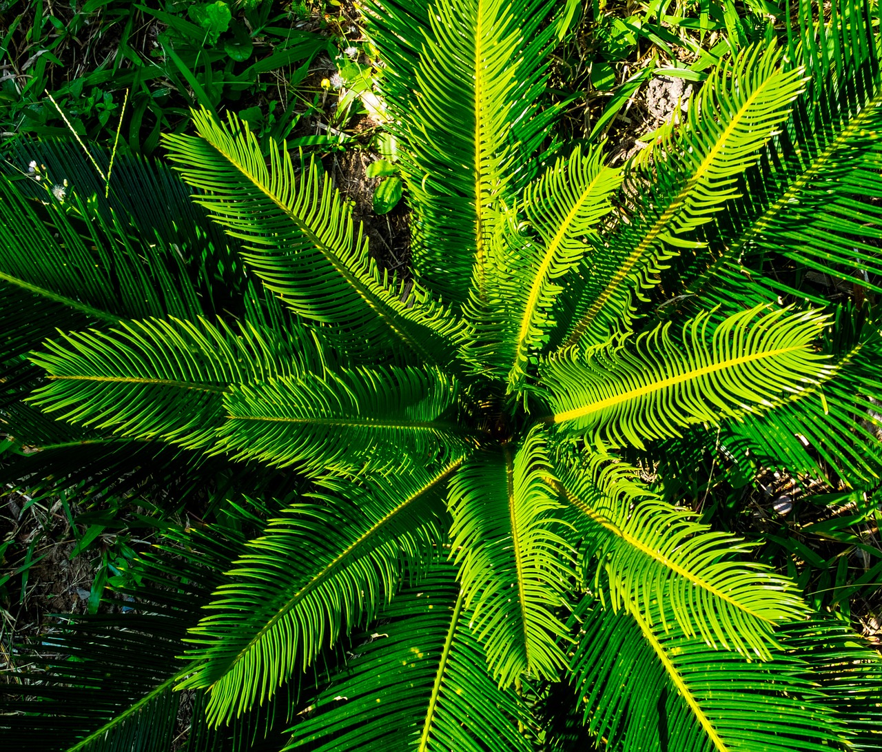 palm palm tree boy shoots free photo