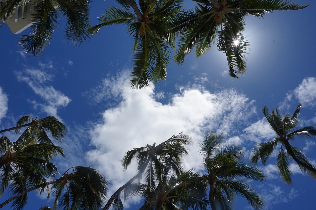 palm trees sky free photo