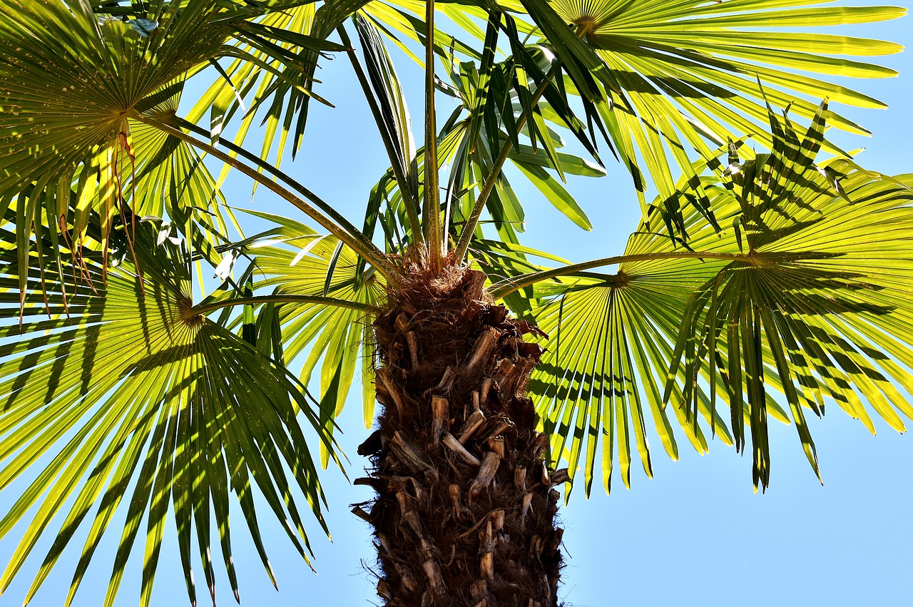 palm summer holidays free photo