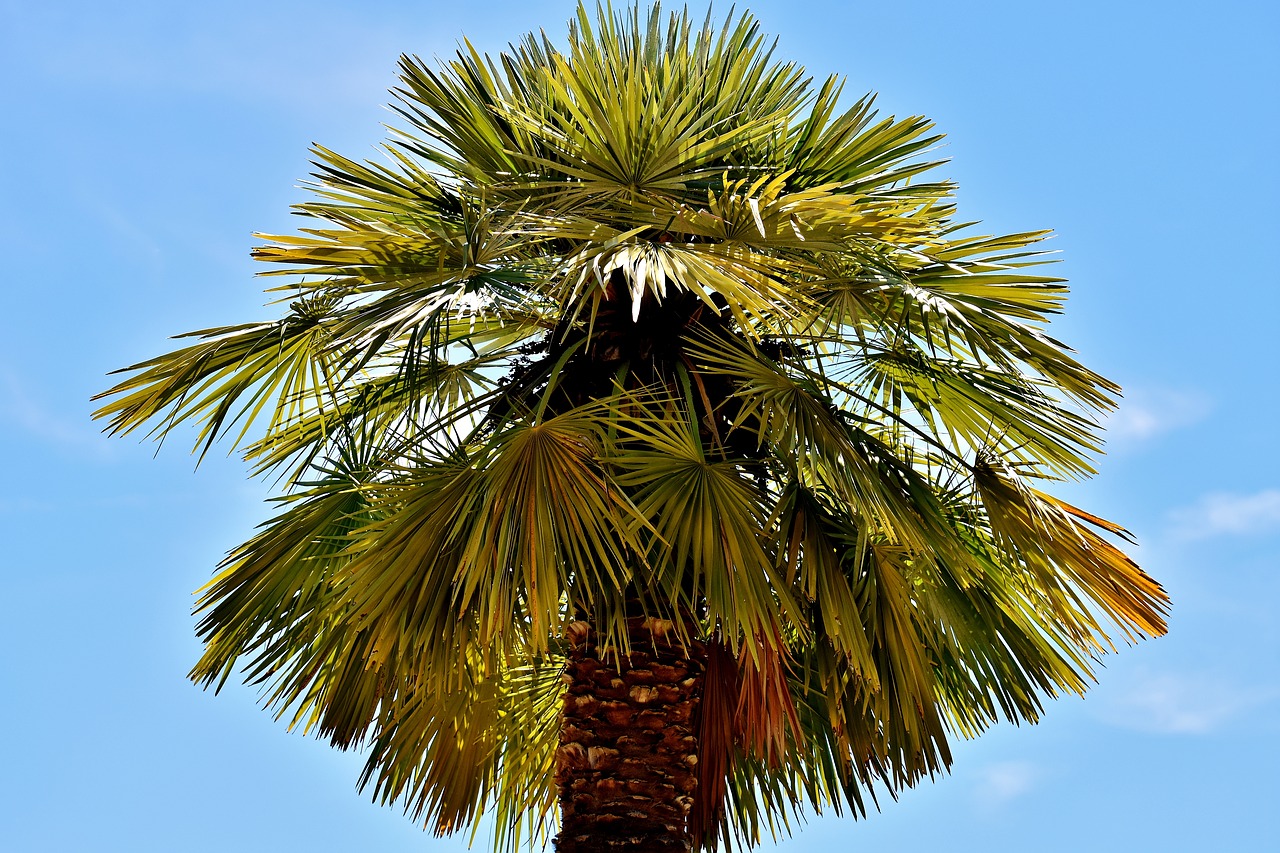 palm summer holidays free photo