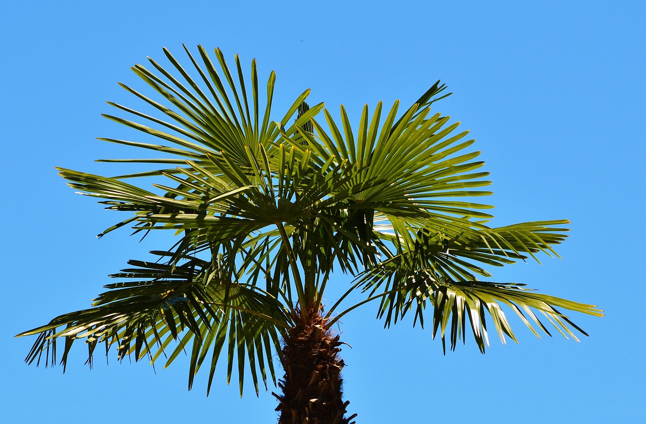 palm plant fan palm free photo