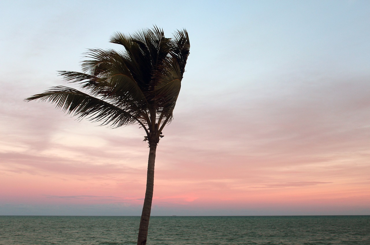 palm sunset evening sky free photo