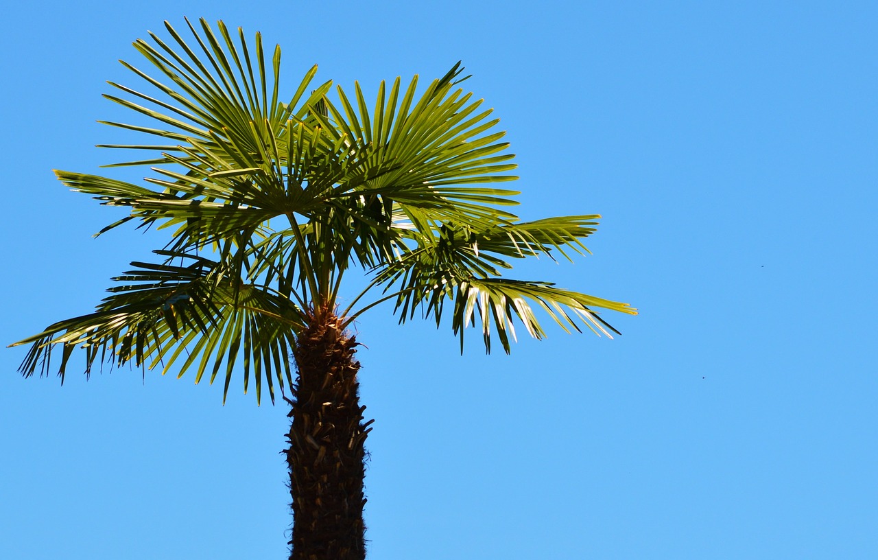 palm plant fan palm free photo