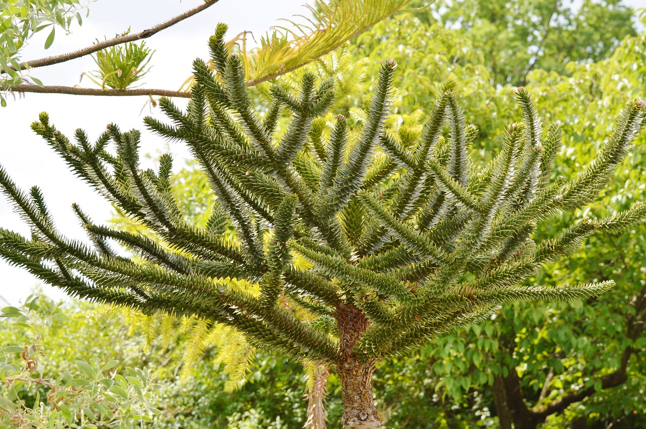 palm araucaria plant free photo