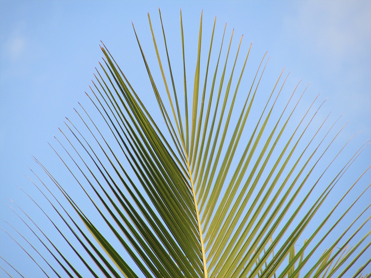 palm palm leaf coconut tree free photo