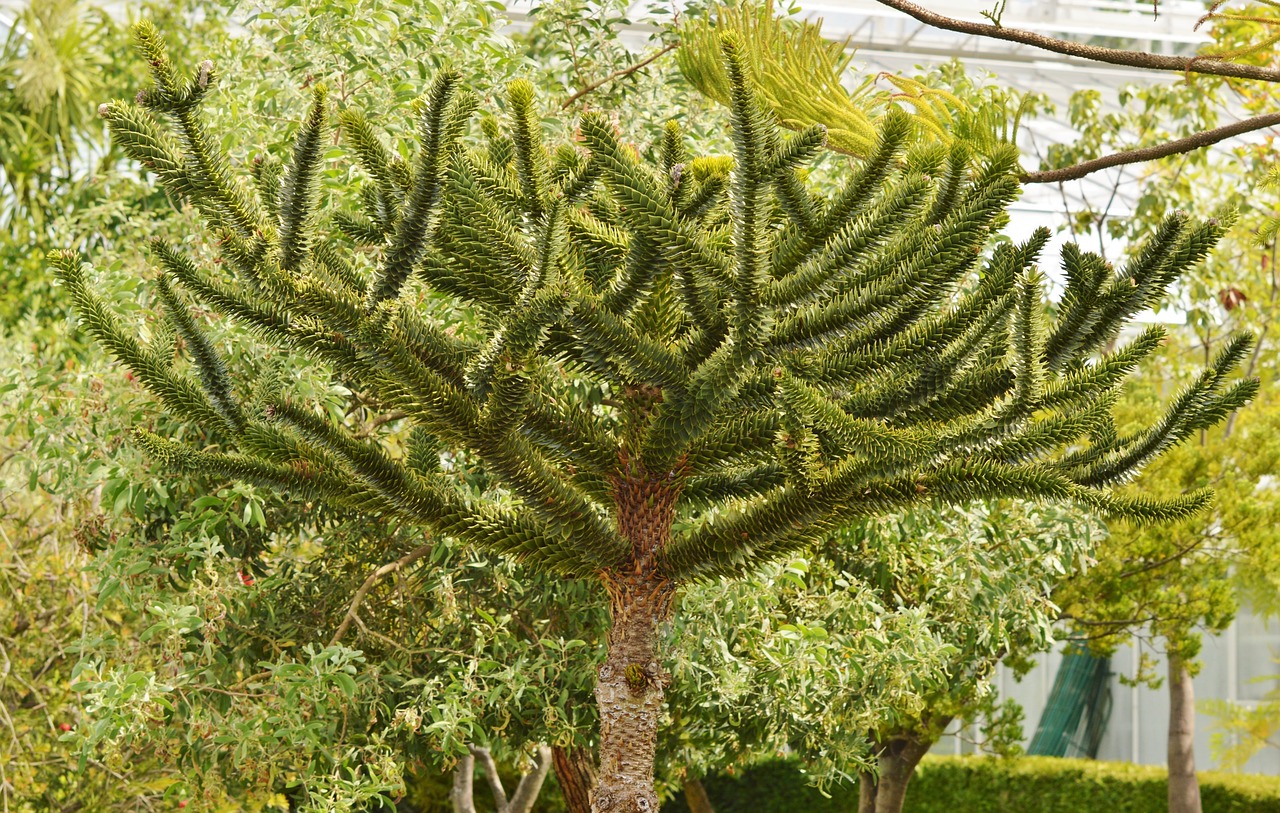 palm araucaria plant free photo
