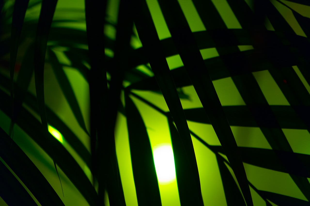 palm diffuse art free photo