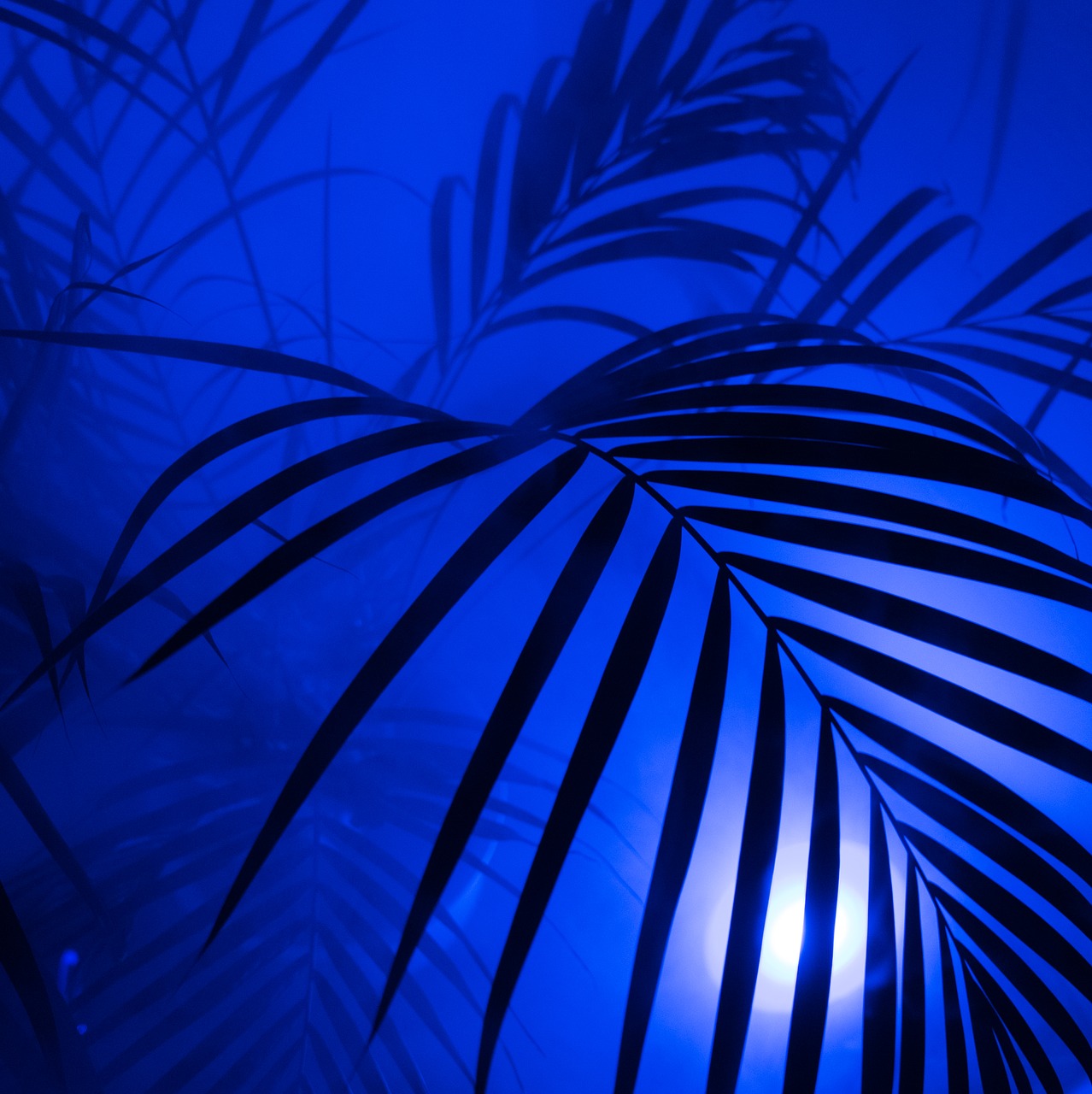 palm diffuse art free photo