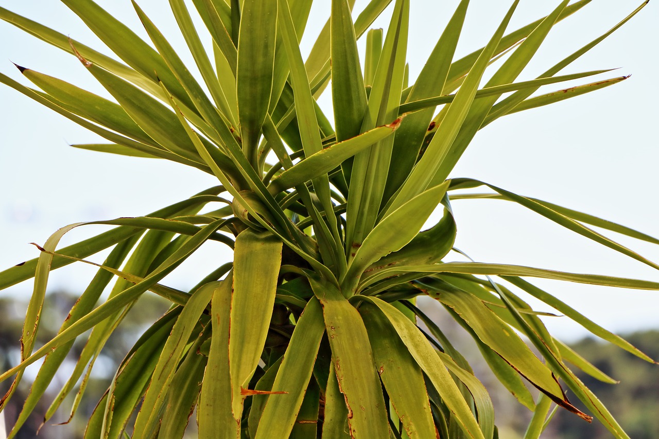 palm plant leaf green free photo