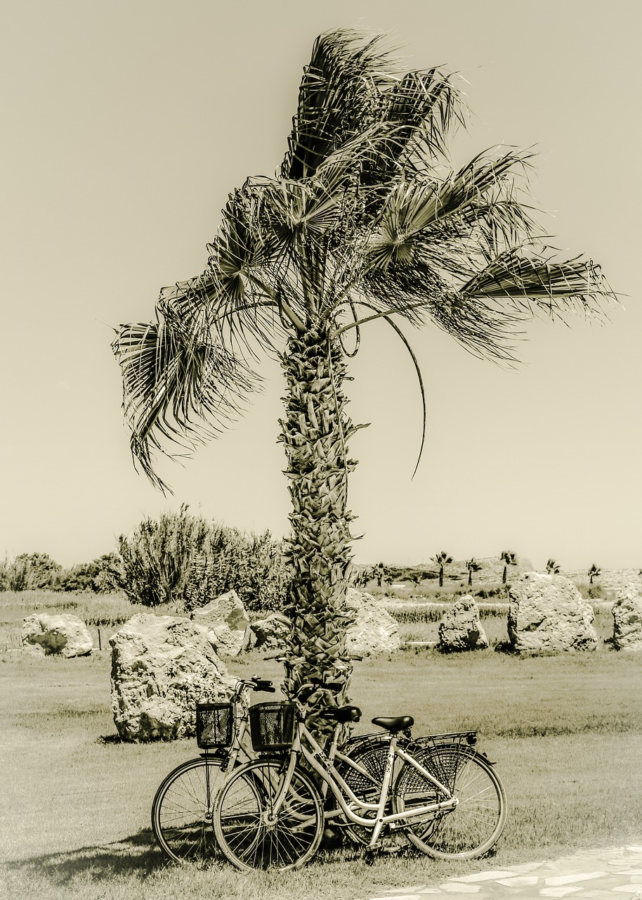 palm bikes landscape free photo