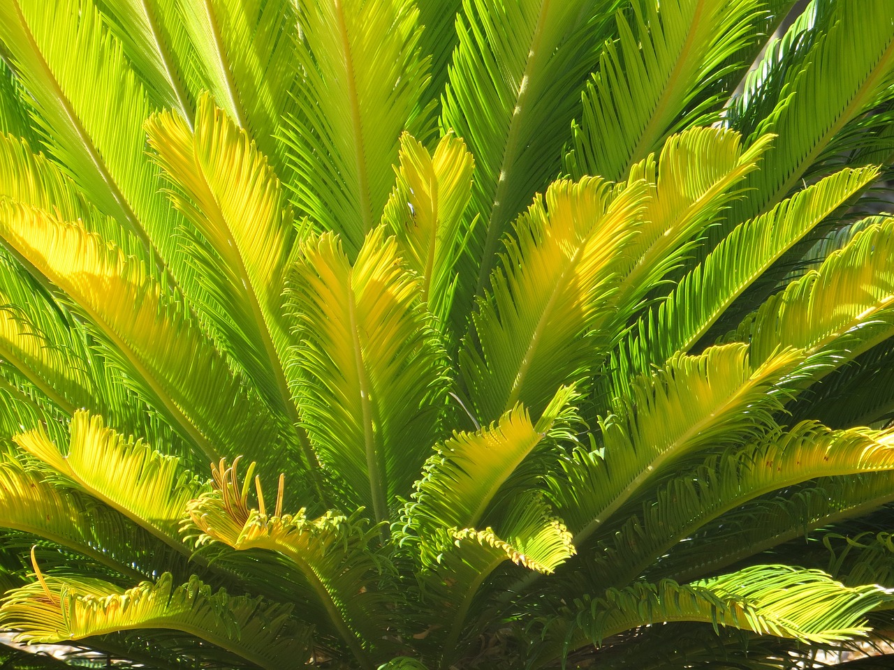 palm plant desert free photo