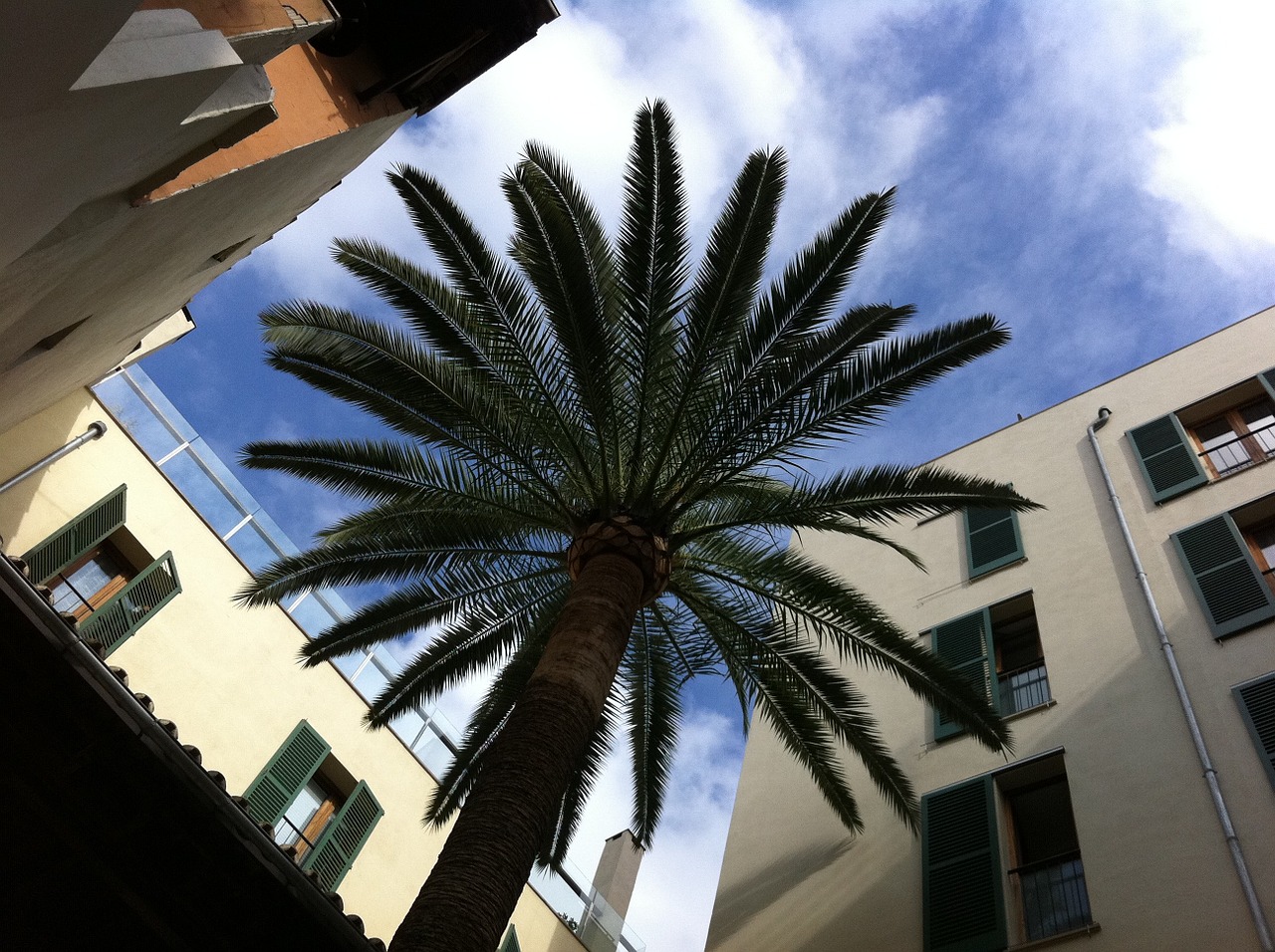 palm courtyard majorca free photo