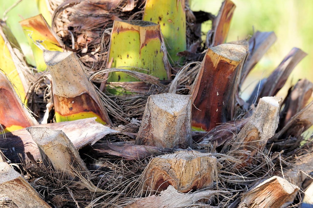 palm tribe palm tree root free photo