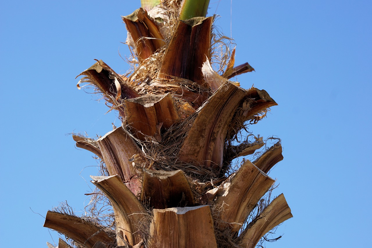 palm tribe palm tree root free photo
