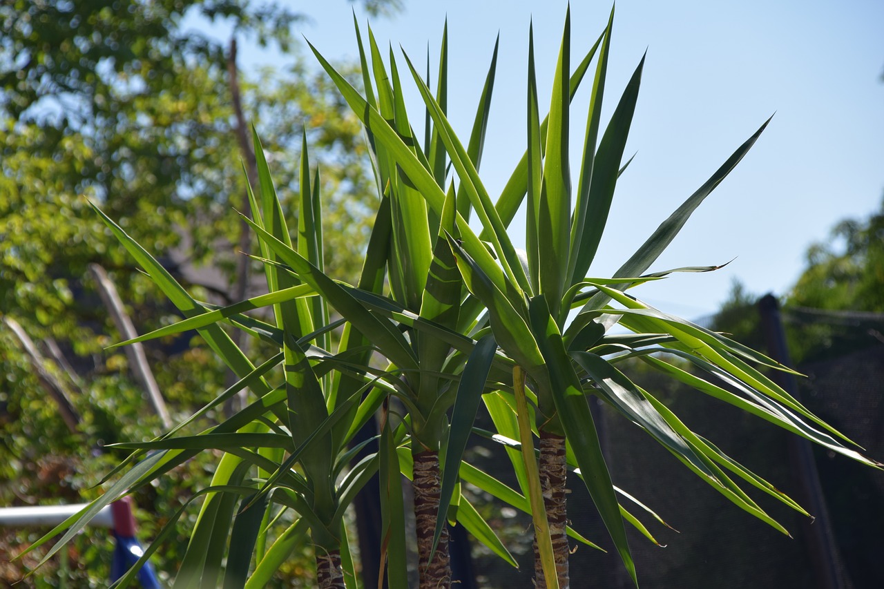 palm garden plant free photo