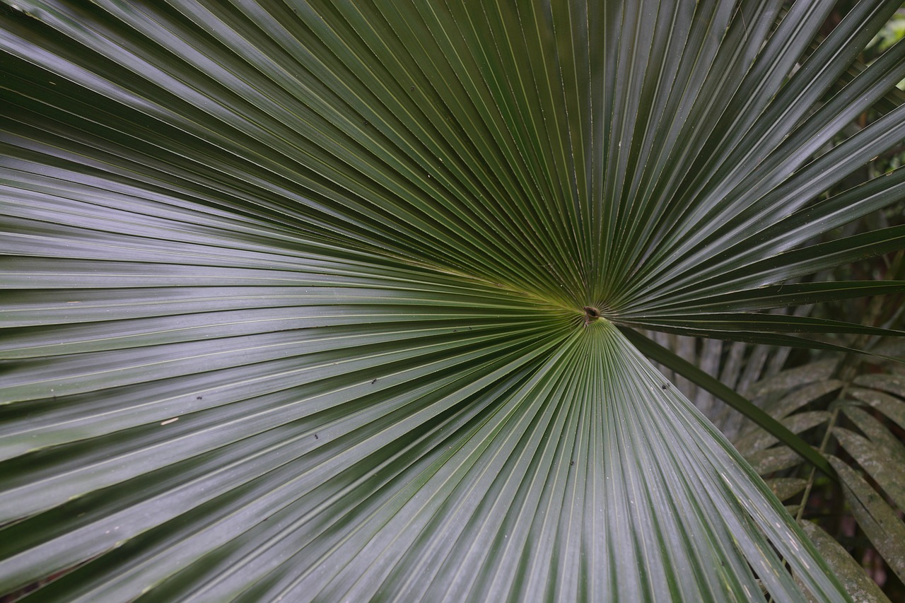 palm fronds green free photo