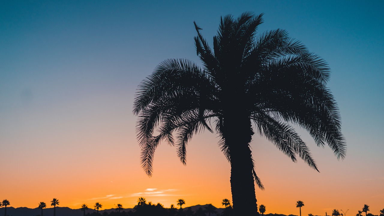 palm trees nature free photo