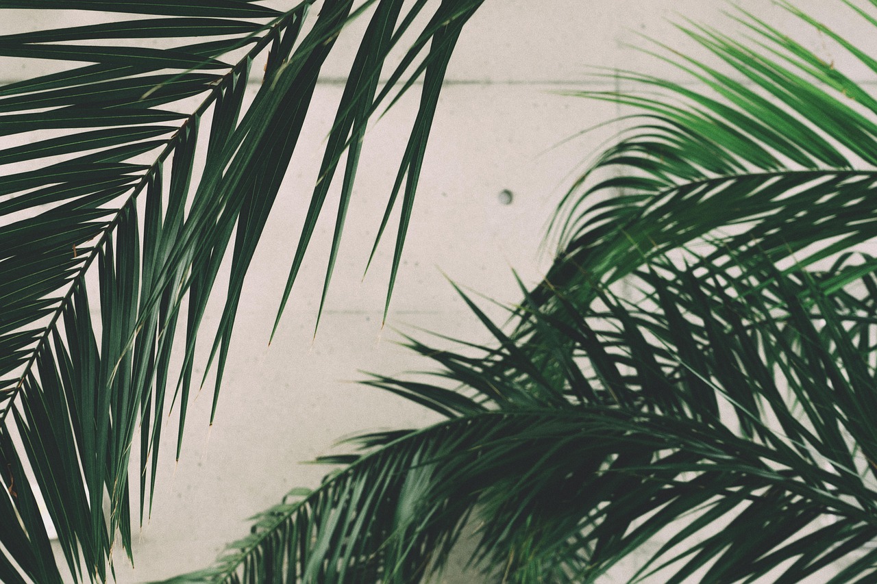 palm leaves green free photo