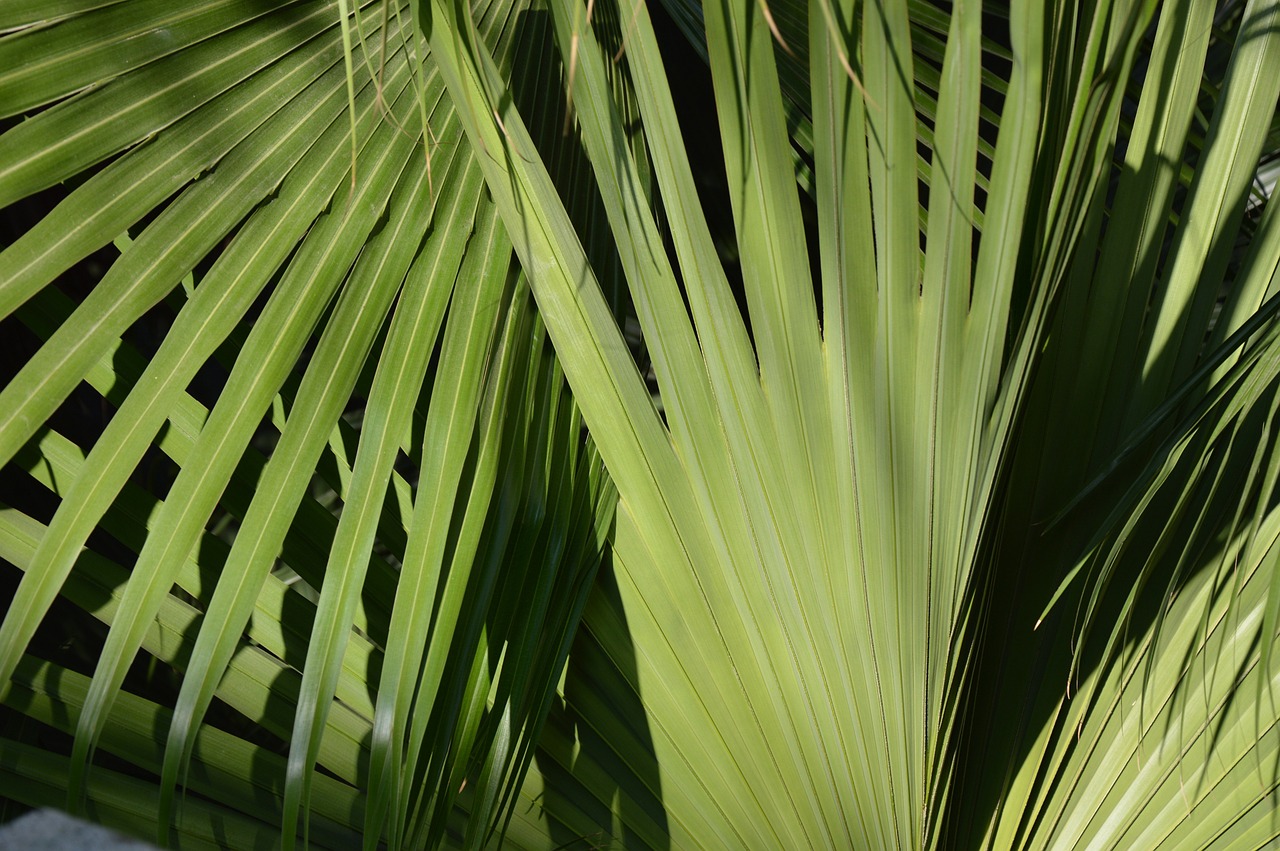 palm leaves tree free photo