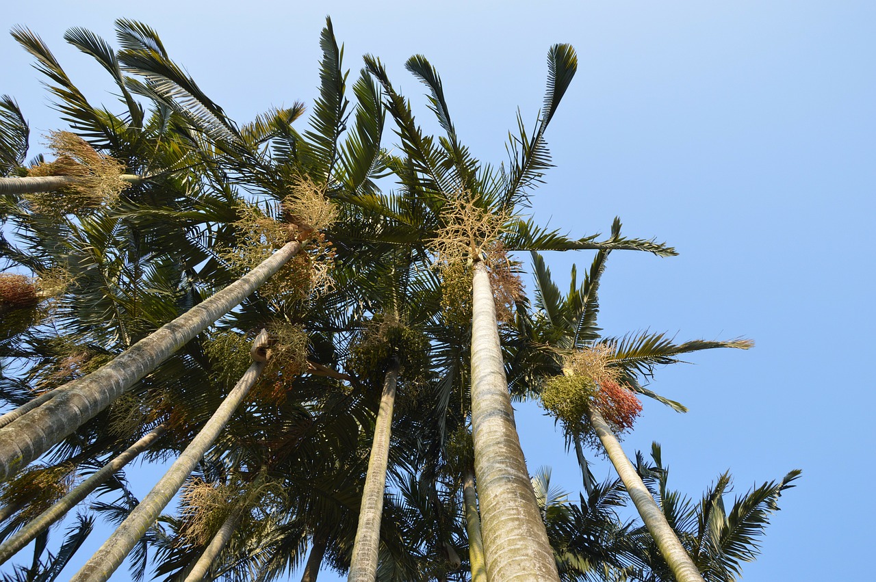 palm tree tall free photo