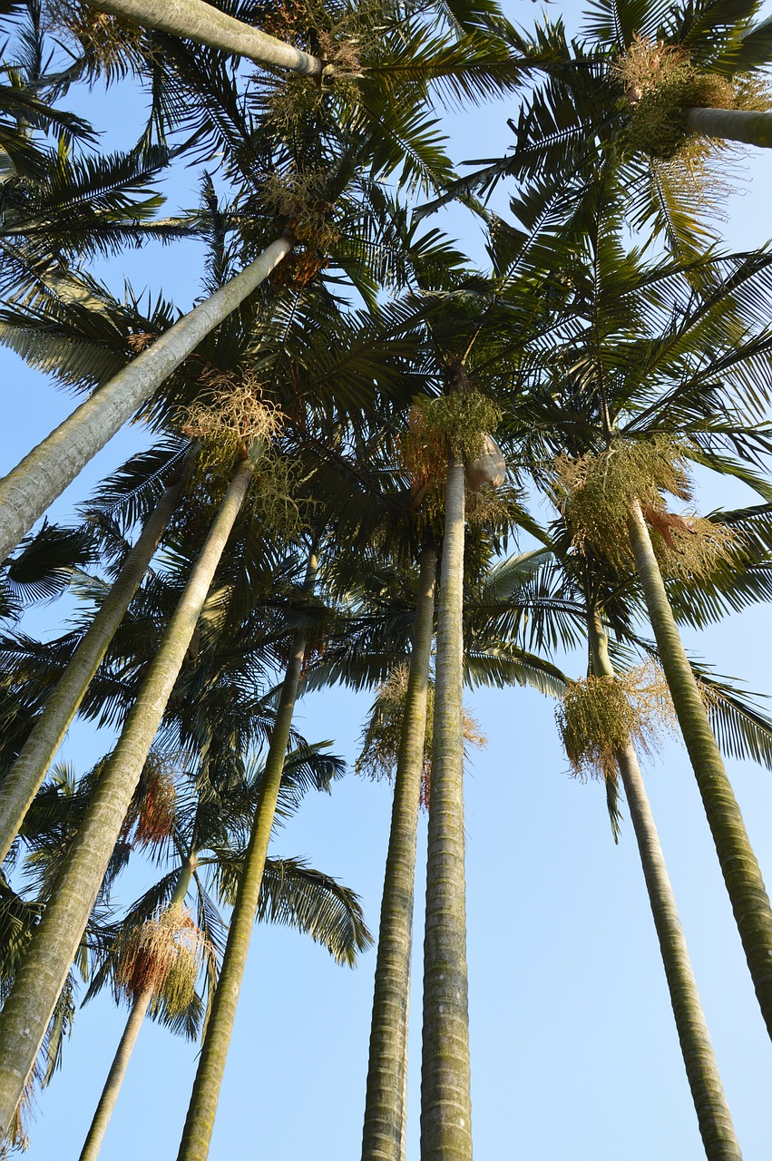 palm tree tall free photo