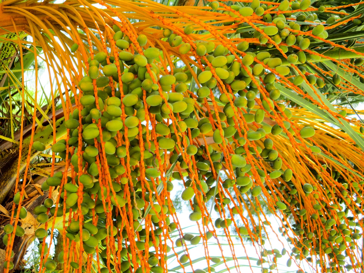 palm plant dates free photo