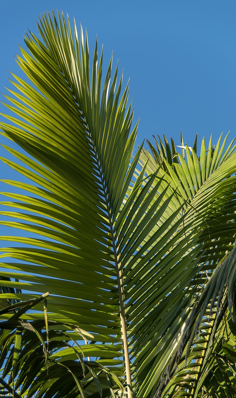 palm bangalow palm frond free photo
