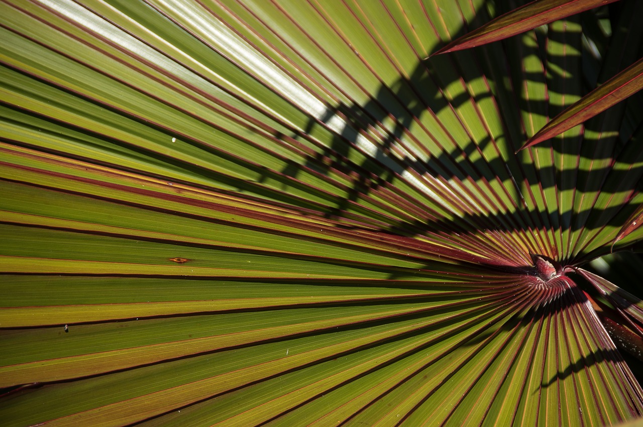 palm fan frond free photo
