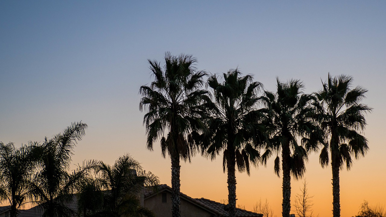 palm coconut tree free photo