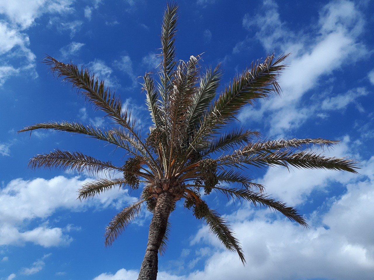 palm sky clouds free photo