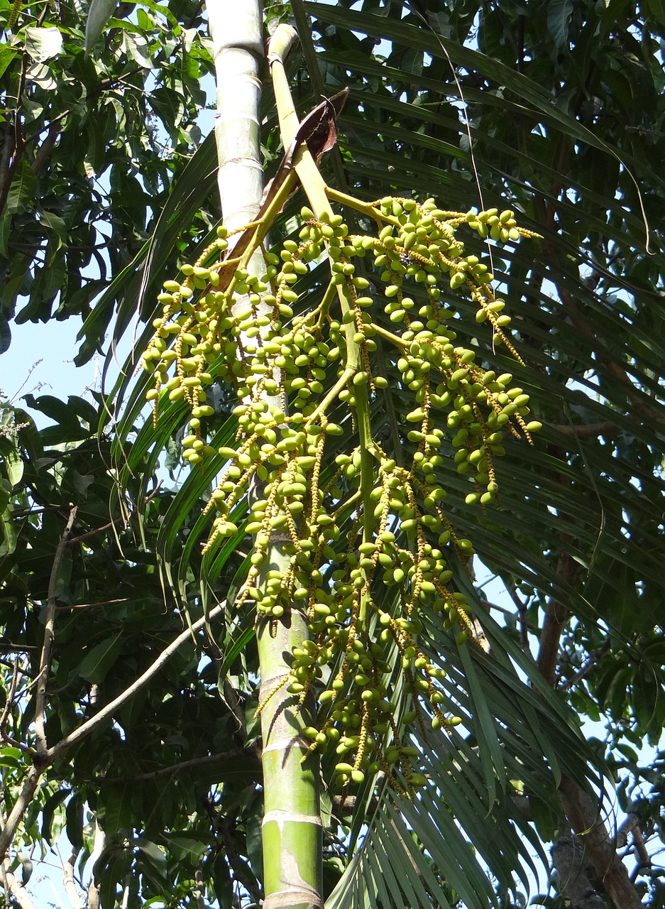 palm bamboo ornamental free photo