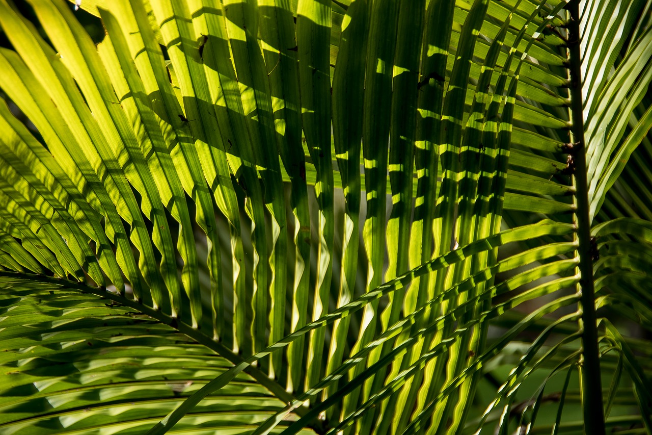 palm bangalow palm frond free photo