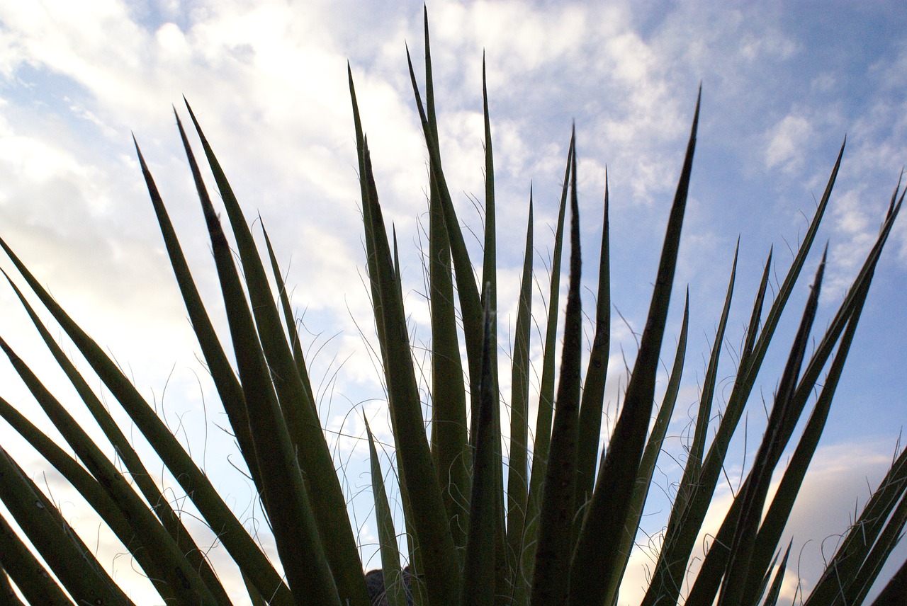 palm sky close up free photo