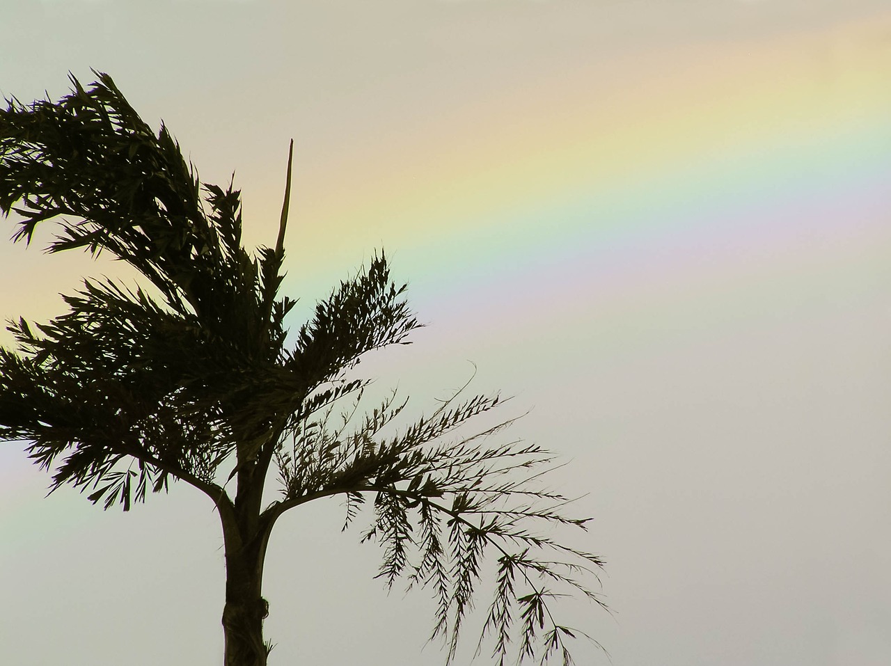 palm tree rainbow free photo