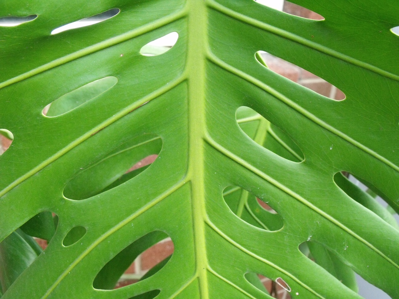 palm leaf elephant palm free photo