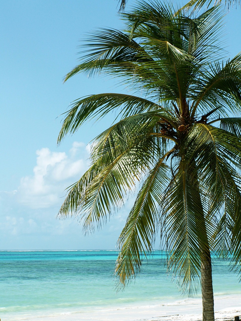 palm beach holiday free photo