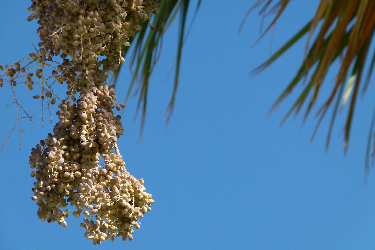 palm dates fruit free photo