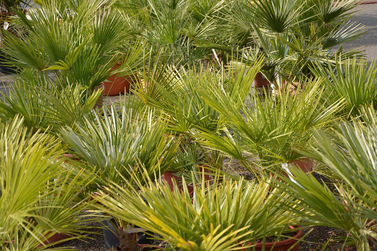 palm plant green leaves free photo