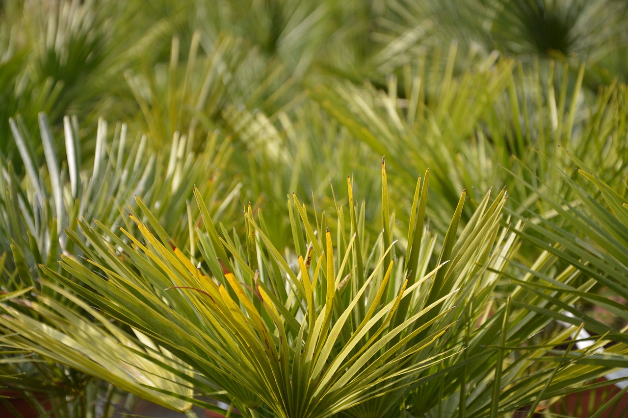 palm green foliage garden free photo