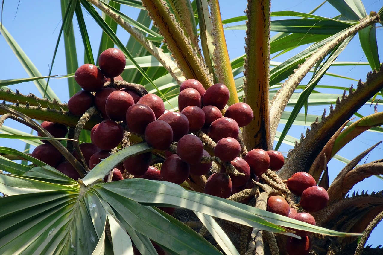 palm fruit hokka tree free photo