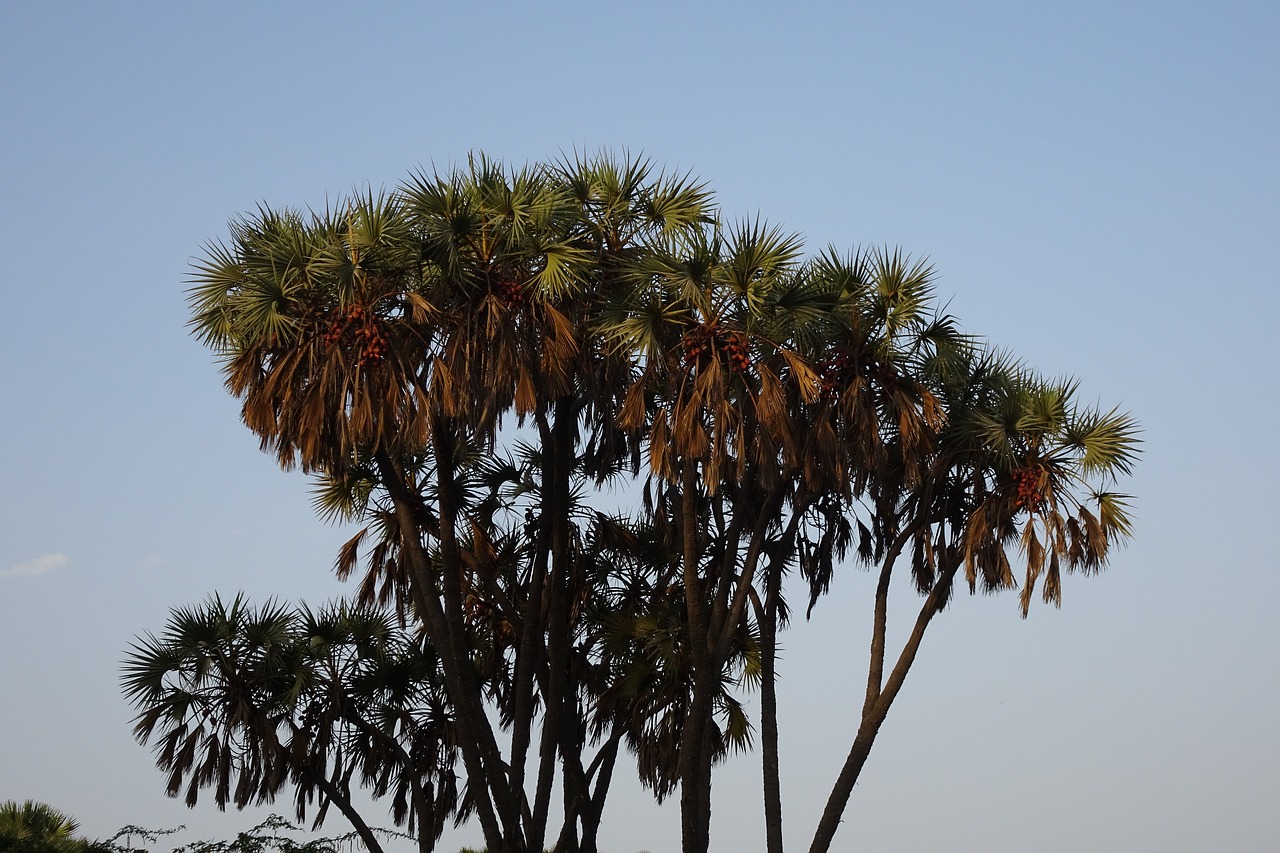 palm hokka tree hyphaene thebaica free photo