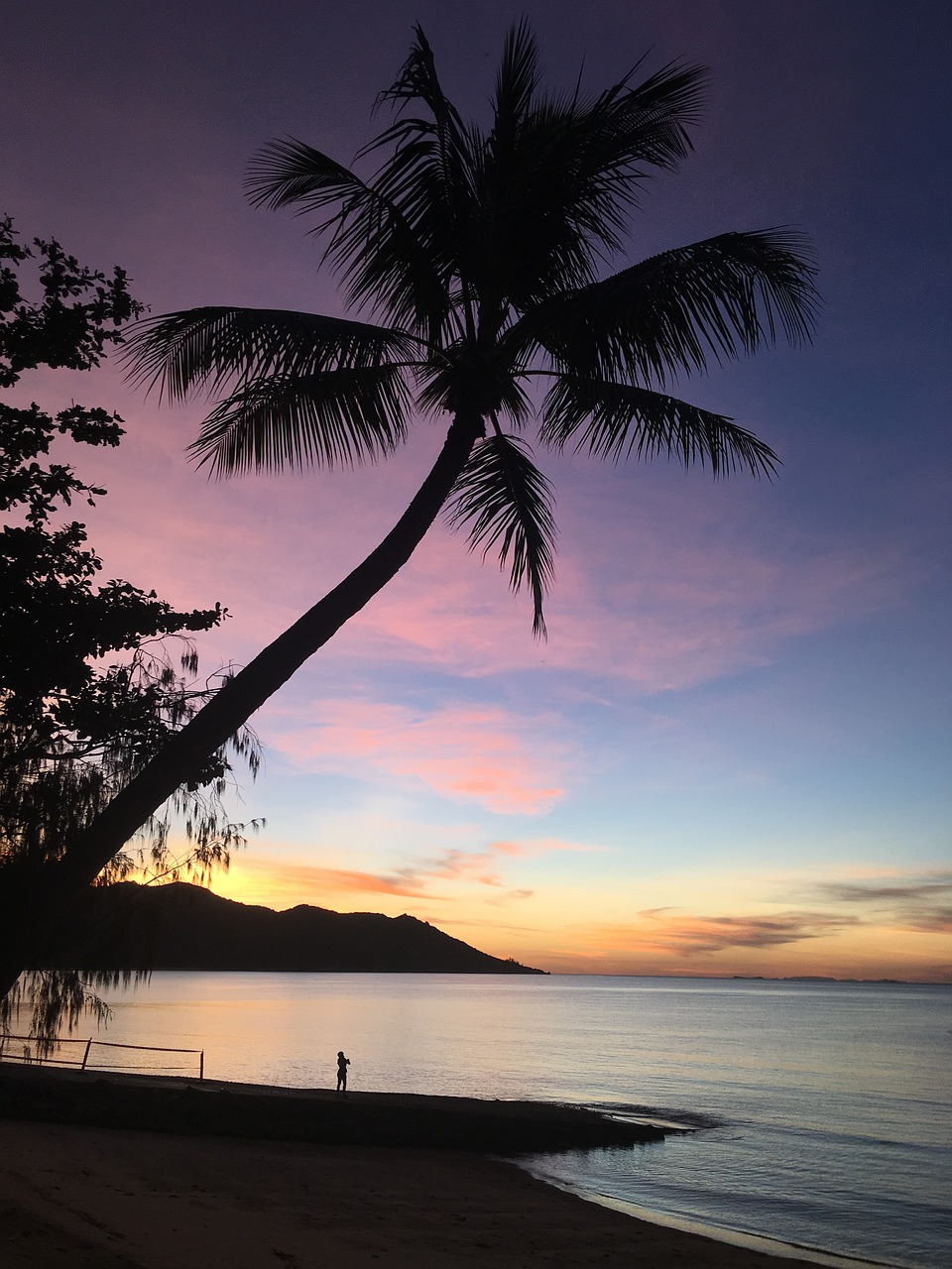 palm coconut sunset free photo