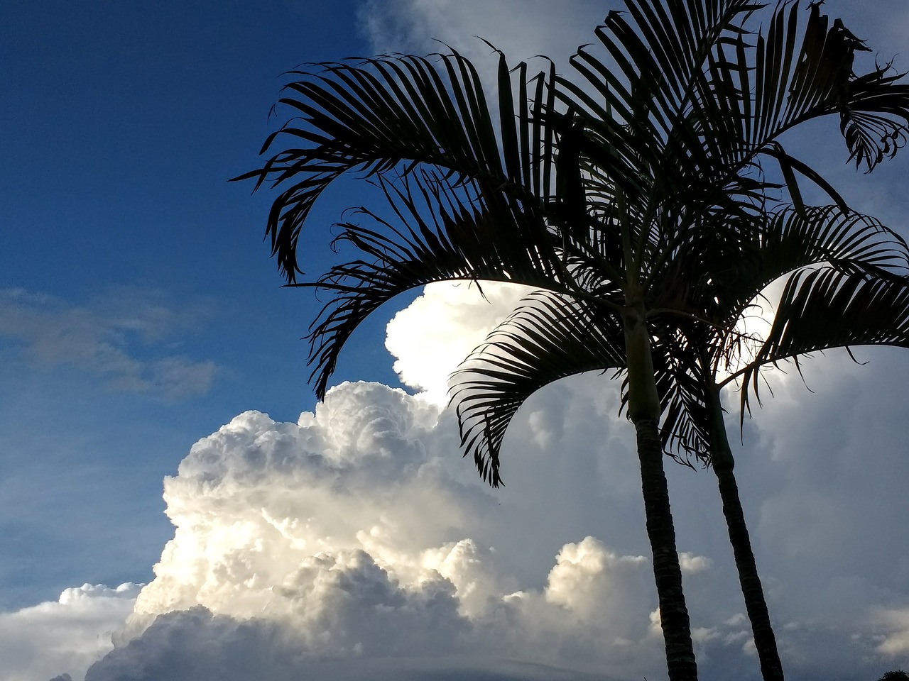 palm climate change clouds free photo