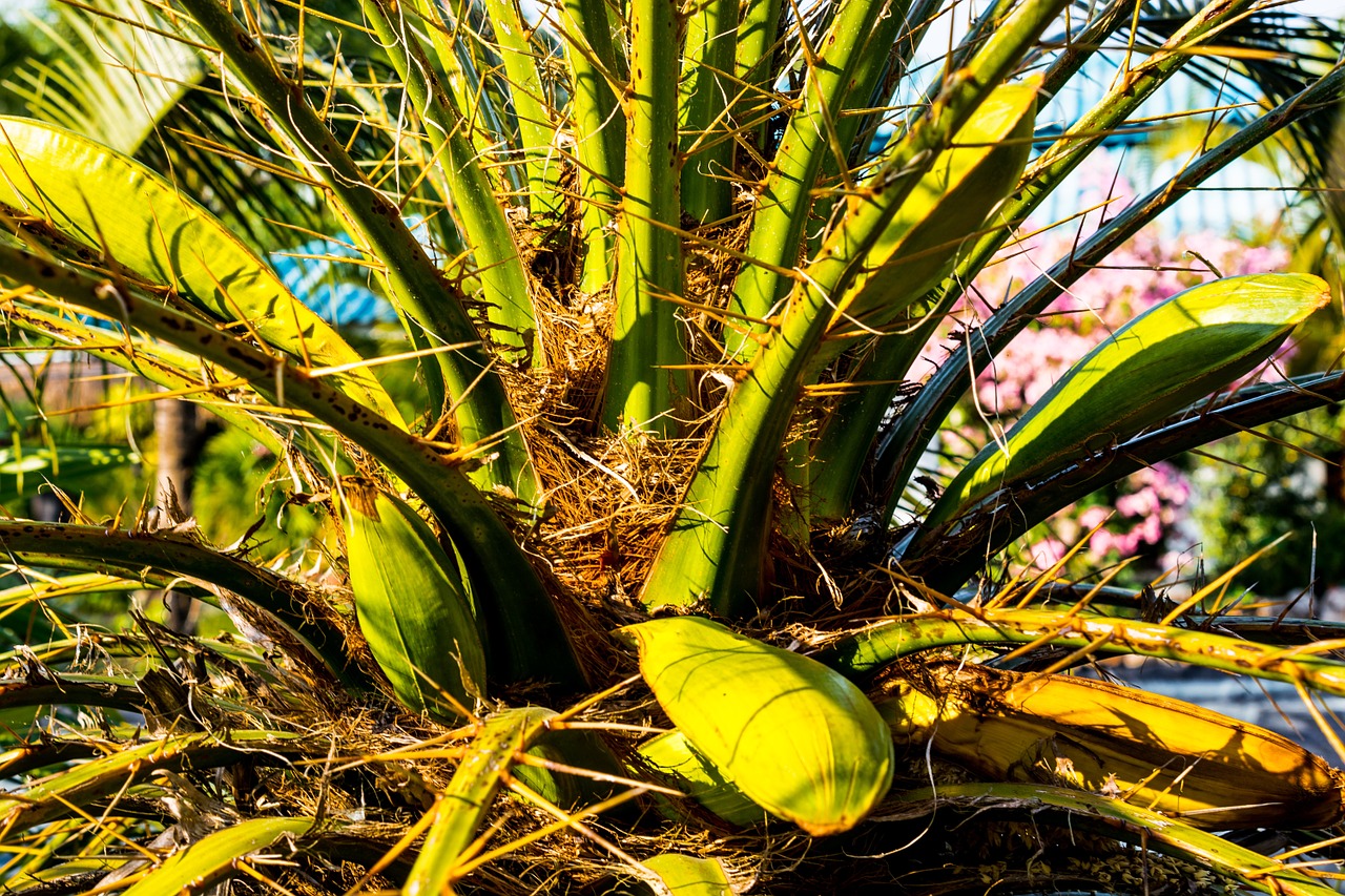 palm palm blossom palm green free photo