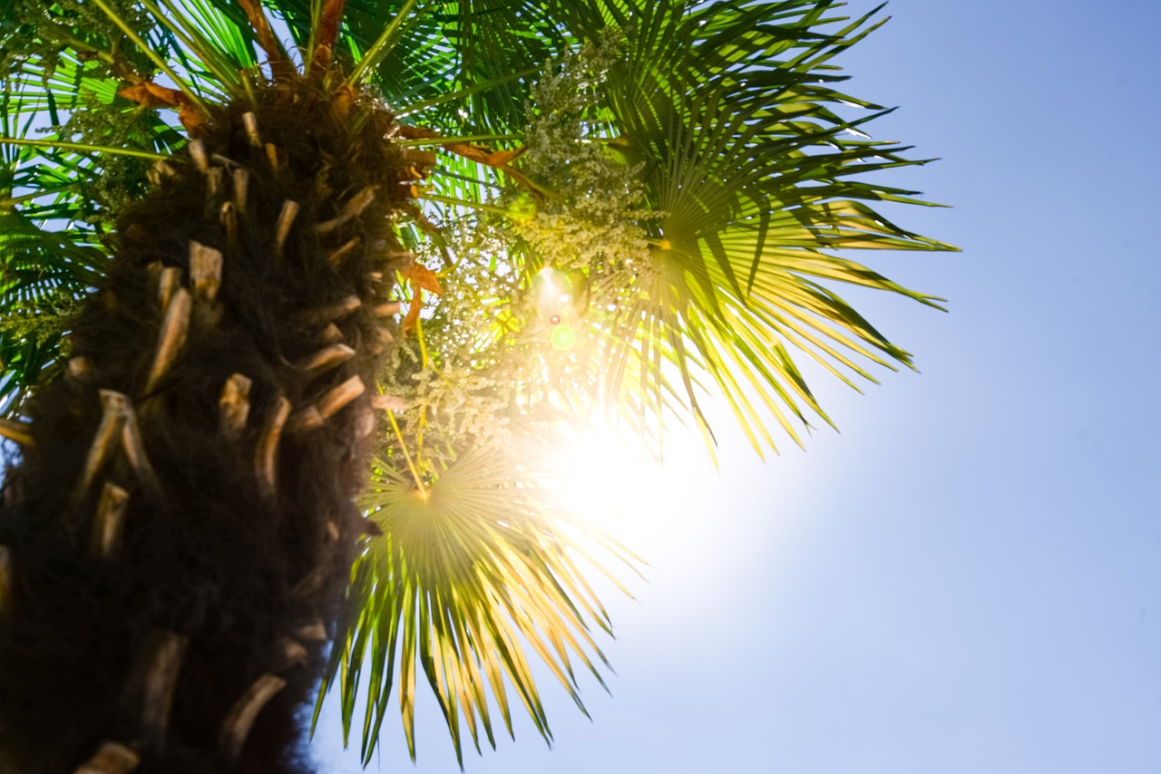 palm tree sun free photo