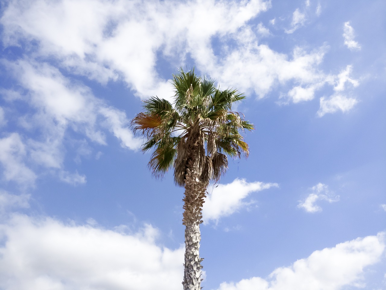 palm tree sky free photo