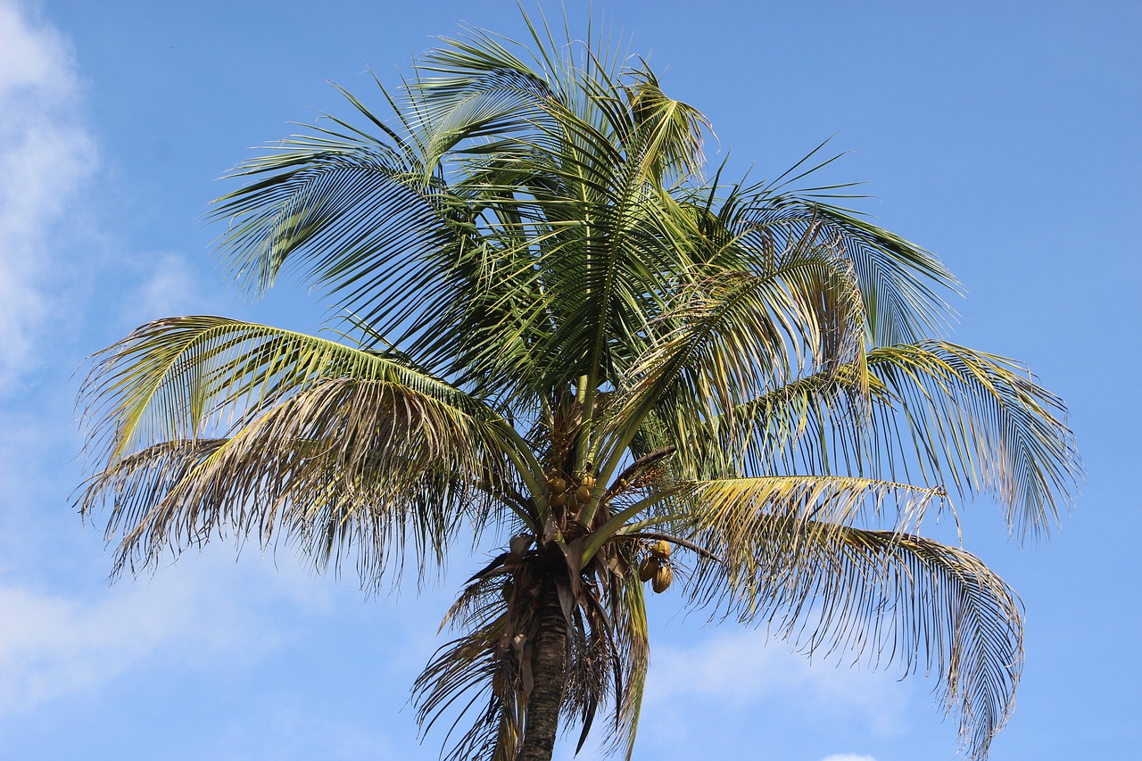 palm coconut coconut tree free photo